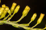 Pine barren goldenrod